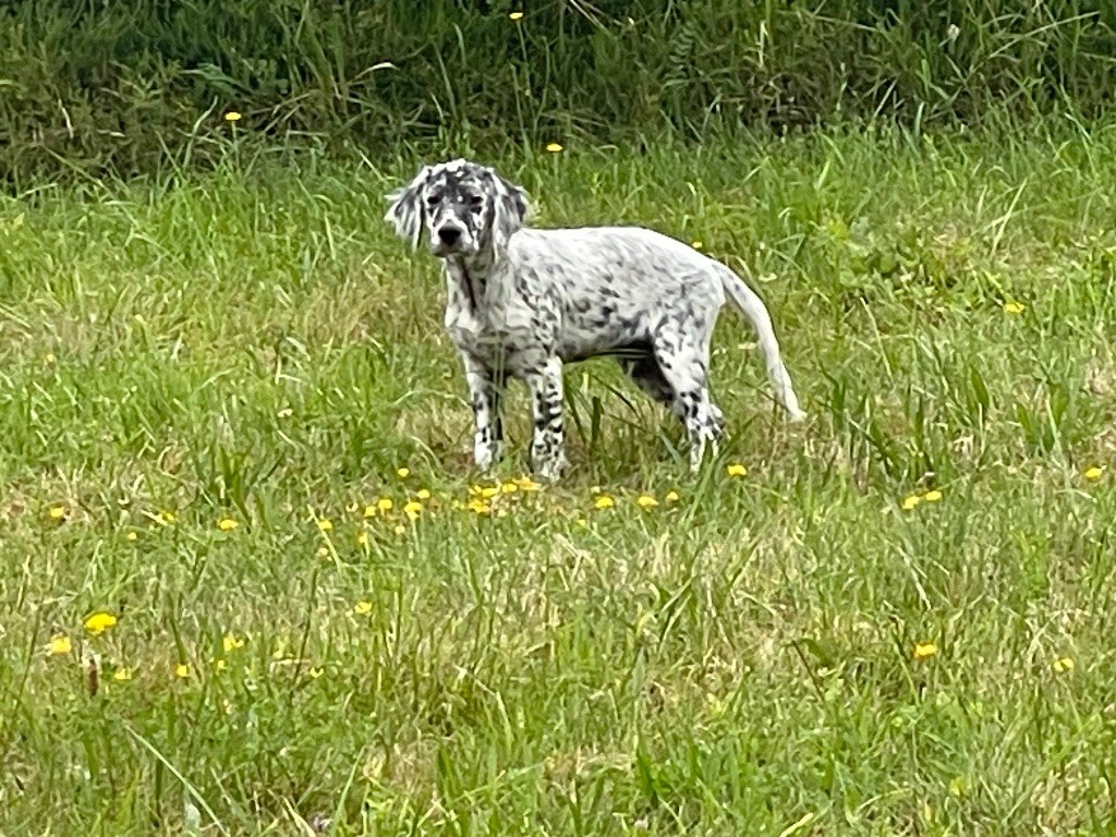 des Sous Bois De Campas - Chiots disponibles - Setter Anglais