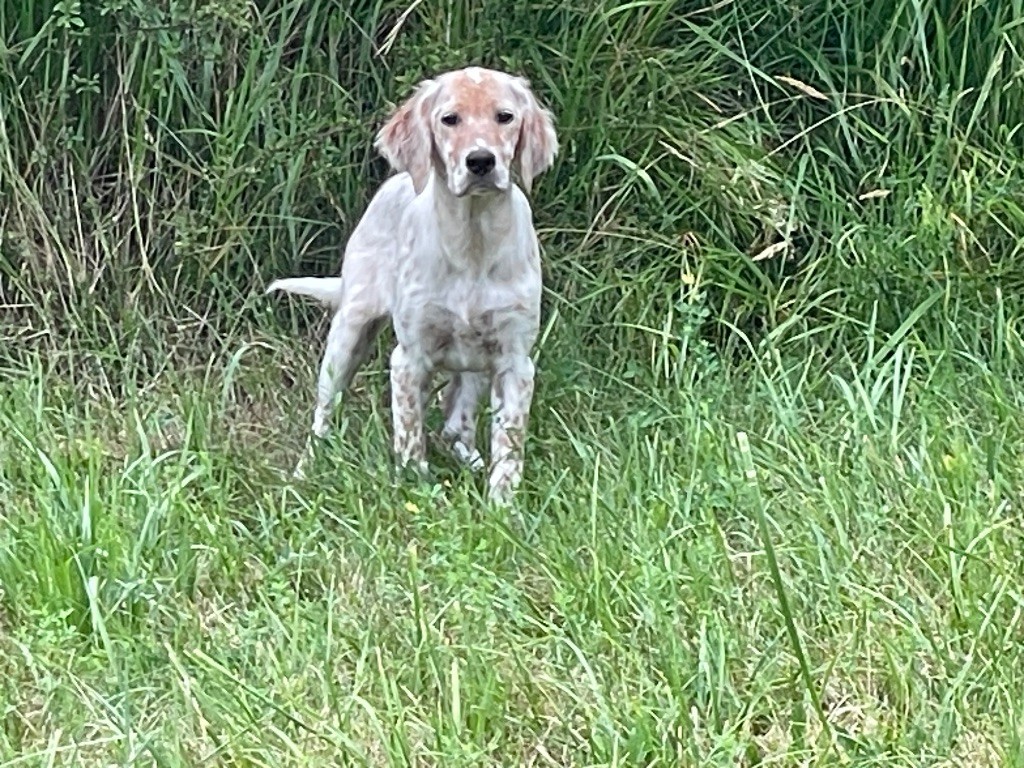 des Sous Bois De Campas - Chiots disponibles - Setter Anglais