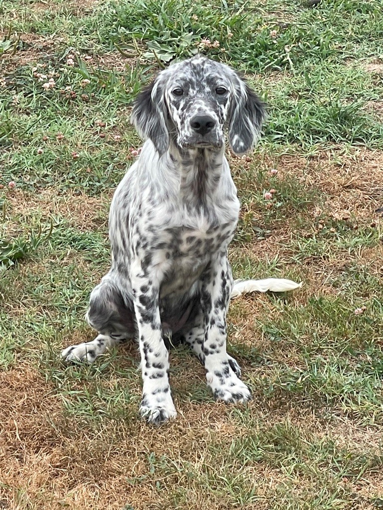 des Sous Bois De Campas - Chiots disponibles - Setter Anglais